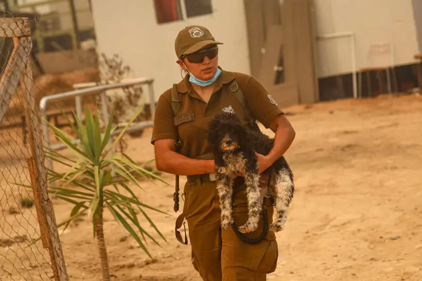 Animalele de companie, victime lăsate în urmă după incendiile din Chile, pe care veterinarii încearcă să-i salveze. „E o tragedie mult mai mare”