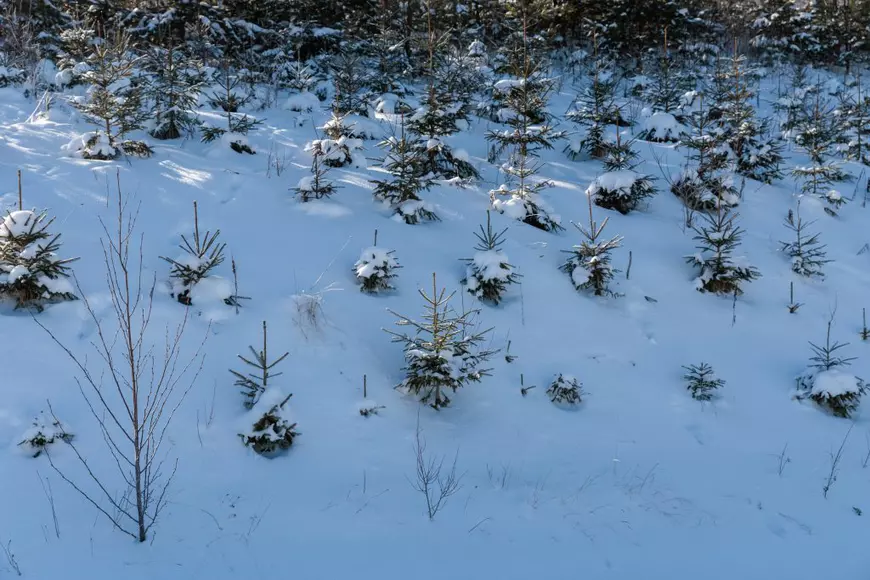 Lupta unui om cu sistemul, de la primul „Nu” și până în prezent: Șefii județului Suceava cer daune de 50.000 de euro de la un pensionar din Valea Putnei, care s-a opus proiectului gropii de gunoi pe pășunea satului | FOTO