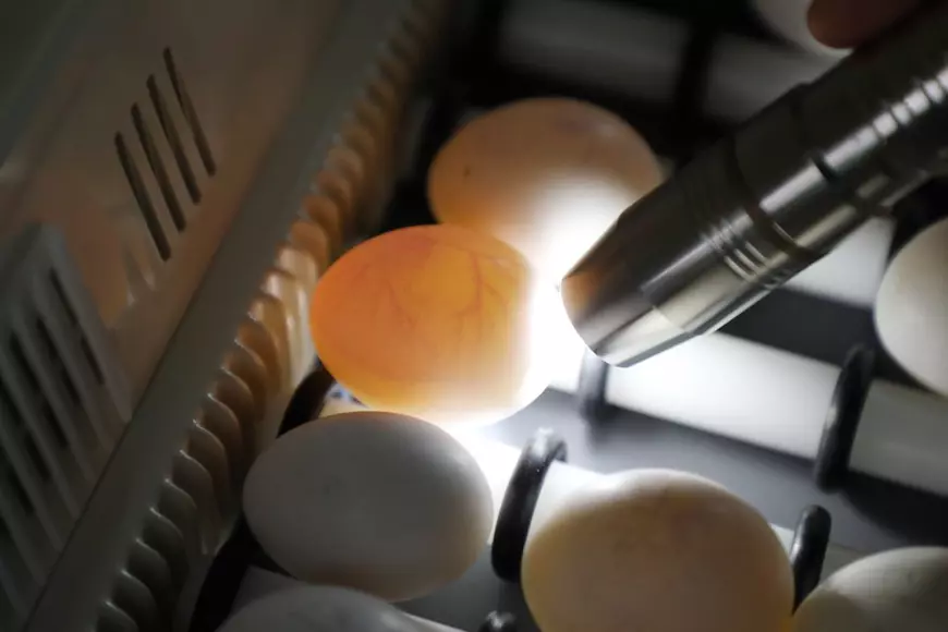 Cum verifici dacă ouăle sunt proaspete - Imagine reprezentând verificarea ouălor cu o sursă de lumină.