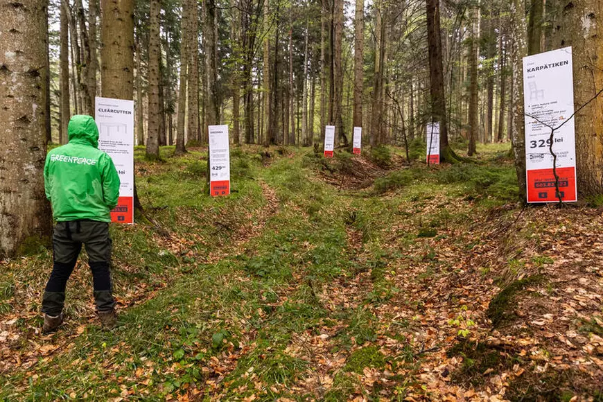 IKEA face mobilă din pădurile seculare ale României, acuză Greenpeace. „Arbori cu vârste de până la 180 de ani sunt tăiați”