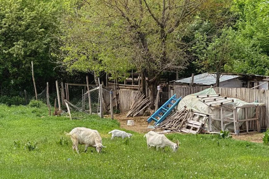 FOTO REPORTAJ Din viața și problemele vecinilor lui Dumitru Buzatu, fostul lider PSD aflat în arest la domiciliu, într-un sat de lângă Vaslui. „Doar n-o să-l plângem pe el acum!” 