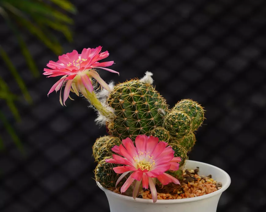 Plante de apartament ușor de îngrijit - cactuși