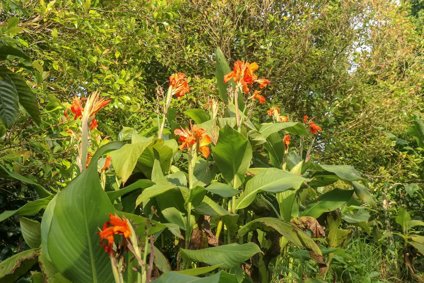 Canna - plante exotice pe care le poți cultiva în România