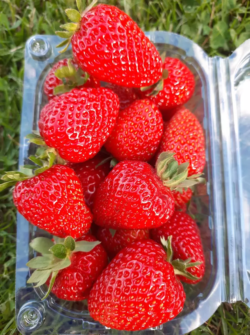 Alin Aignătoaei, tânărul care a renunțat la multinațională pentru agricultură. E celebru în Iași pentru căpșunele sale: „Profitul lunar? Un salariu mediu pe economie”