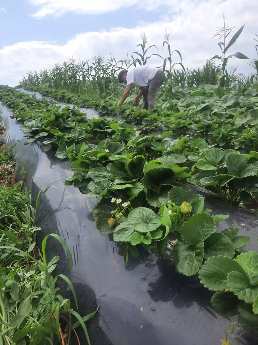 Alin Aignătoaei, tânărul care a renunțat la multinațională pentru agricultură. E celebru în Iași pentru căpșunele sale: „Profitul lunar? Un salariu mediu pe economie”