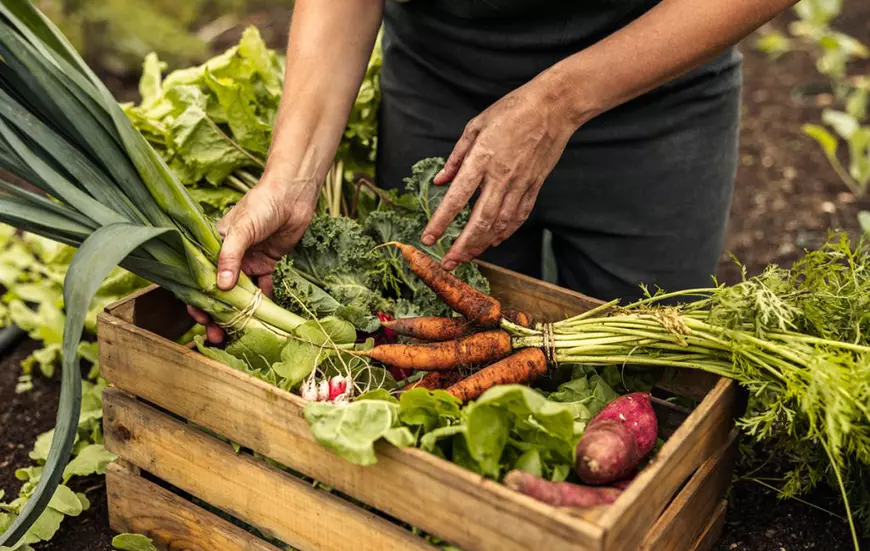 Supermarketul online Sezamo îți oferă o garanție fără precedent: 200% Rambursare pentru produsele alimentare care nu sunt pe placul tău!