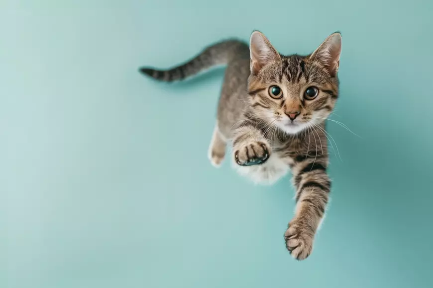 De ce cad pisicile întotdeauna în picioare - imagine cu o pisică privin direct în obiectivul aparatului de fotografiat.