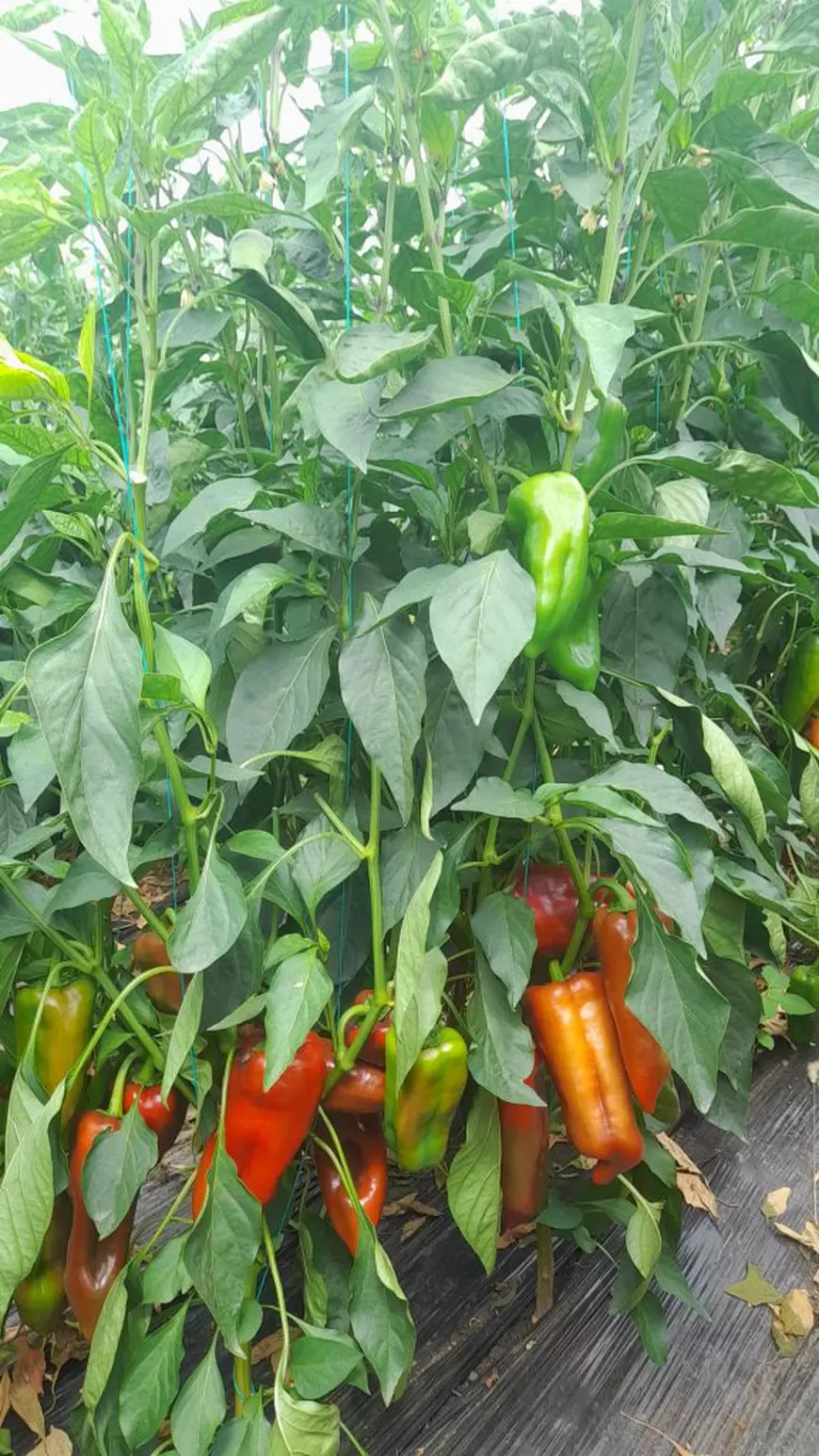 Povești cu gusturi românești. Verginica Tănase, învățătoarea din Vădăstrița care și-a dedicat timpul liber agriculturii tradiționale