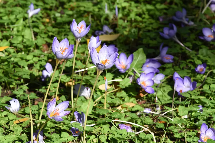 Brândușa de toamnă