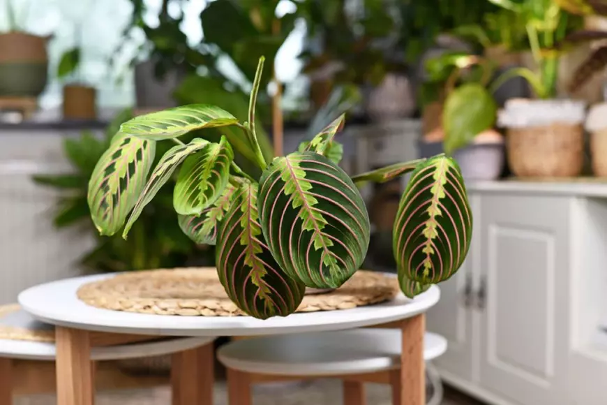 Maranta leuconeura - planta care se roagă