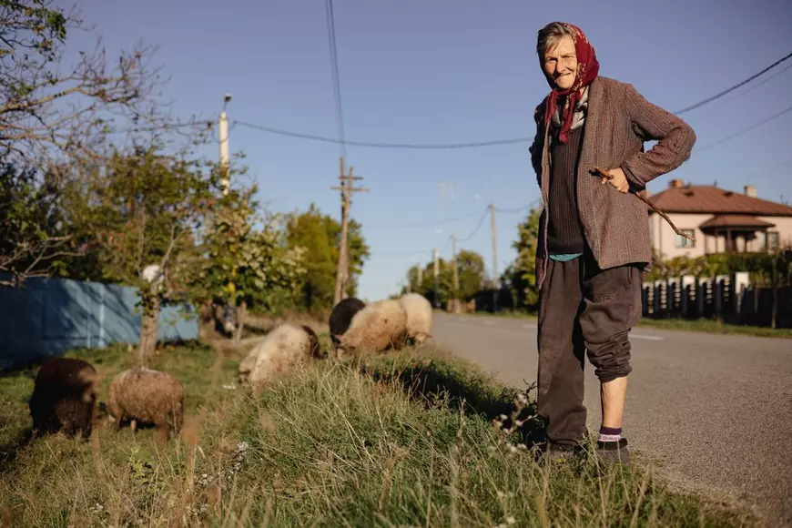 Guvernul a dat 37 de milioane de euro pentru lână în șase ani. Două treimi din acești bani au ajuns la un afacerist lansat în imobiliare alături de tatăl fostului șef al Poliției