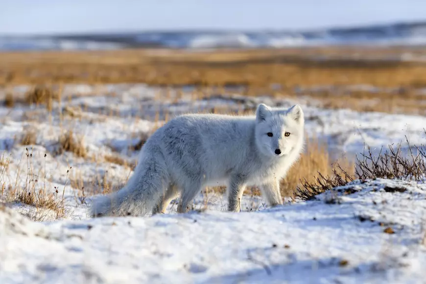 Animale care îşi schimbă culoarea iarna - Imagine cu o vulpe arctică.