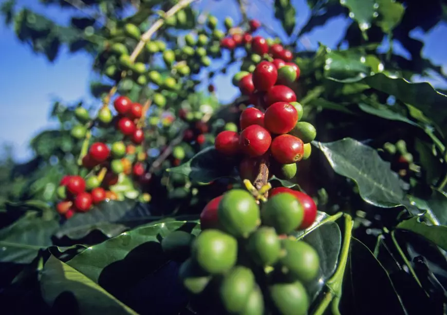 Motivul pentru care cafeaua se va scumpi cu 30%. „Efectele le vom vedea direct la raftul magazinelor”