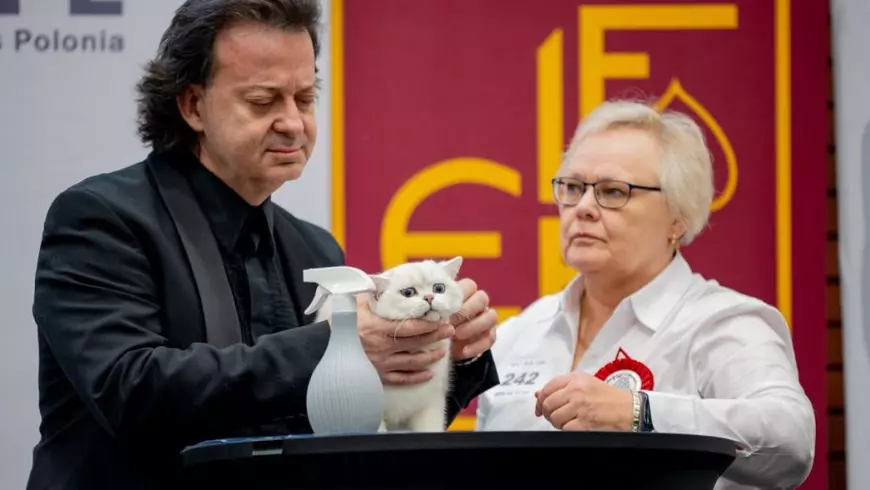 Nexus of Winter Foxes, Campionatului European Felin