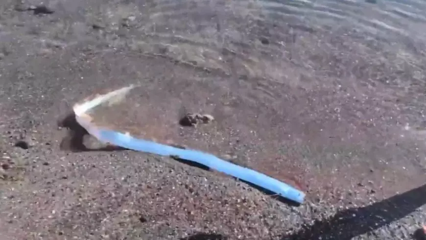 Pestele vâslă, Sursă foto: Captură video