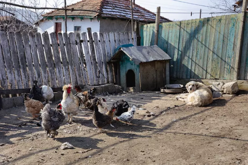 Un ruso-ucrainean a pornit un război pentru hrean într-un sat din Vaslui: „Mi-am luat amendă, dar el săracu’ a stat 8 zile în spital”