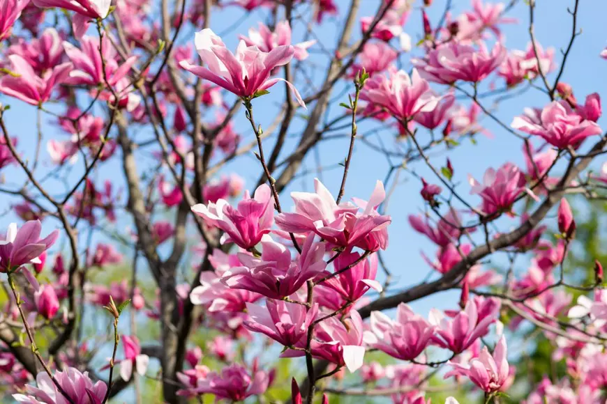 Sfaturi pentru îngrijirea magnoliei. Daniela Poșta, expertă în arboricultură: „La plantare trebuie să punem neapărat un strat de pietriș sau de nisip”