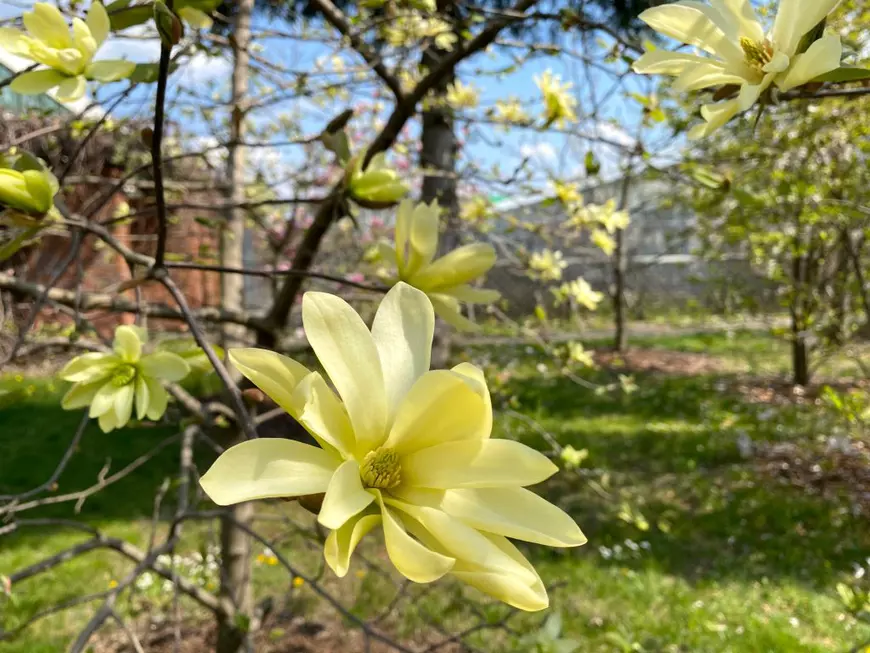 Sfaturi pentru îngrijirea magnoliei. Daniela Poșta, expertă în arboricultură: „La plantare trebuie să punem neapărat un strat de pietriș sau de nisip”
