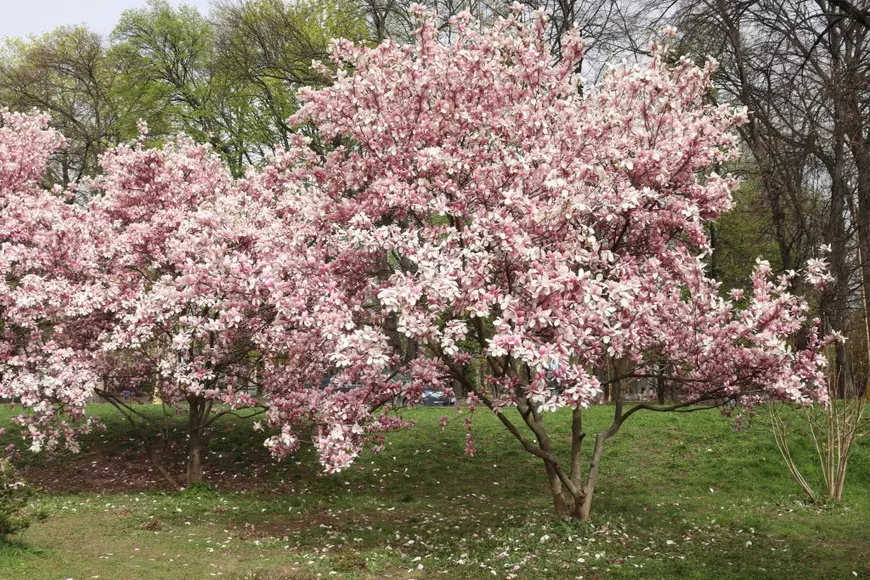 Sfaturi pentru îngrijirea magnoliei. Daniela Poșta, expertă în arboricultură: „La plantare trebuie să punem neapărat un strat de pietriș sau de nisip”