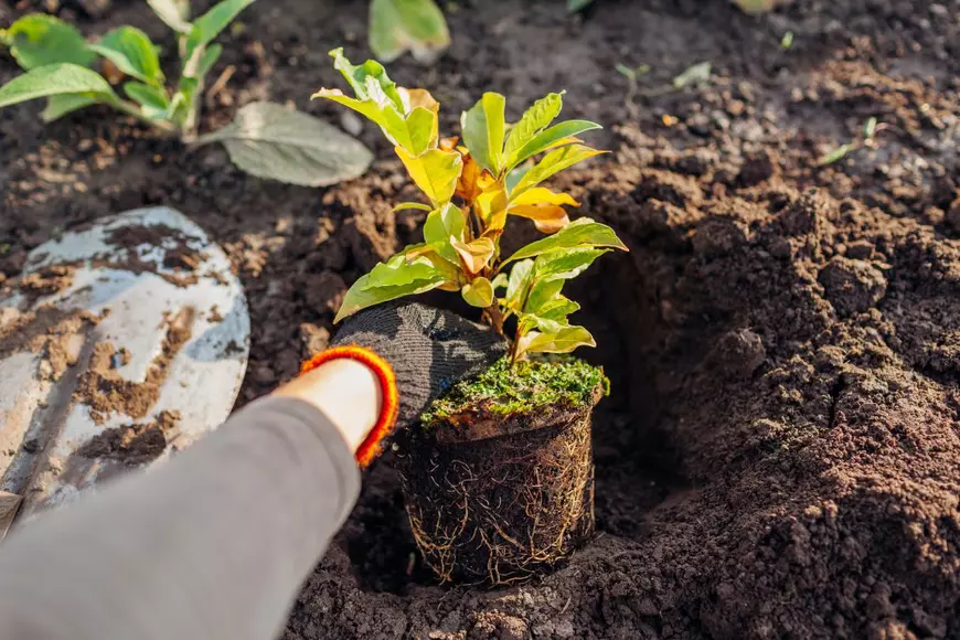 Sfaturi pentru îngrijirea magnoliei. Daniela Poșta, expertă în arboricultură: „La plantare trebuie să punem neapărat un strat de pietriș sau de nisip”