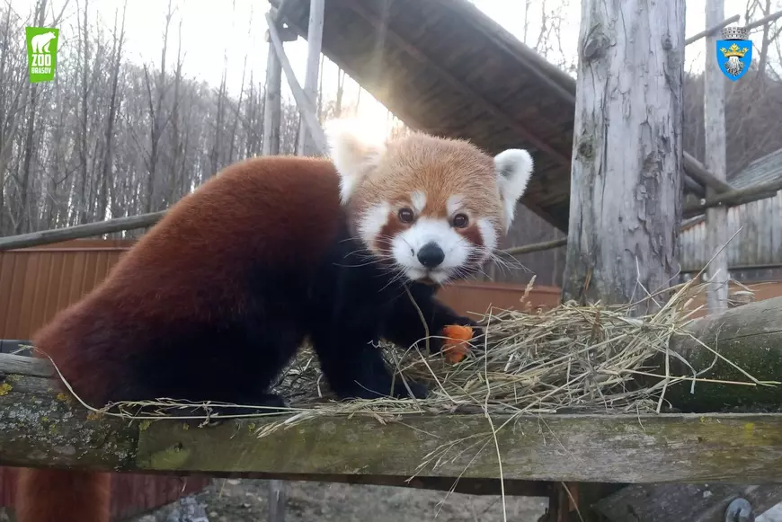 Grădina zoologică Brașov - cât costă biletul și ce poți vedea