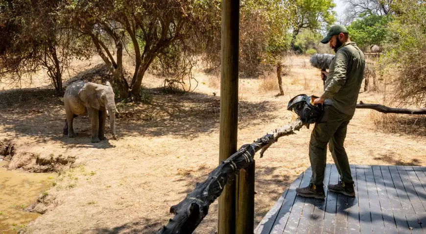 Bărbat care privește de sus un elefant și înregistrează cu un microfon sunetul sos de animal