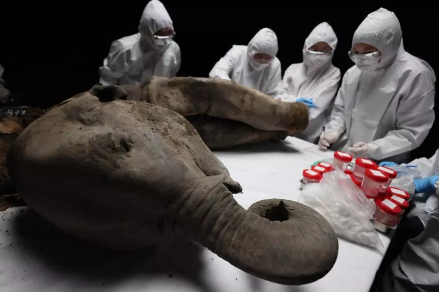 Necropsie rară a unui pui de mamut înghețat 130.000 de ani. Oamenii de știință ruși dezvăluie detalii fascinante