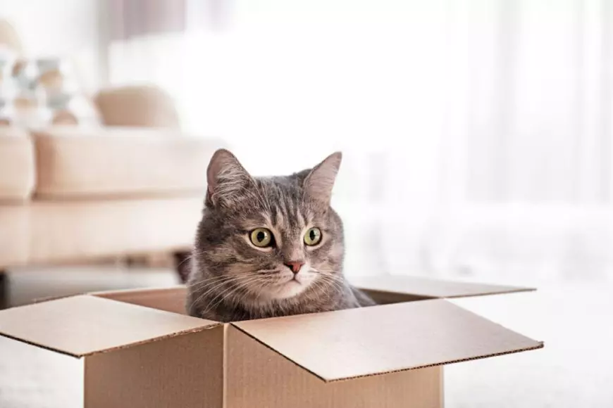  Unde se ascunde pisica în mod frecvent - pisica în cutie de carton