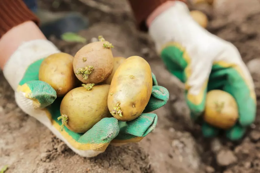 Care este diferenţa dintre cartofii noi şi cei obişnuiţi - Imagine în care apar mâinile înmănuşate ale unei femei care plantează cartofi.