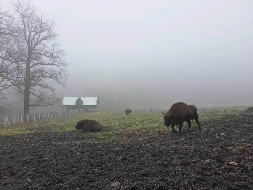 Rezervații de zimbri din România - IMagine cu zimbri în parcul Naţional Vânători-Neamţ.