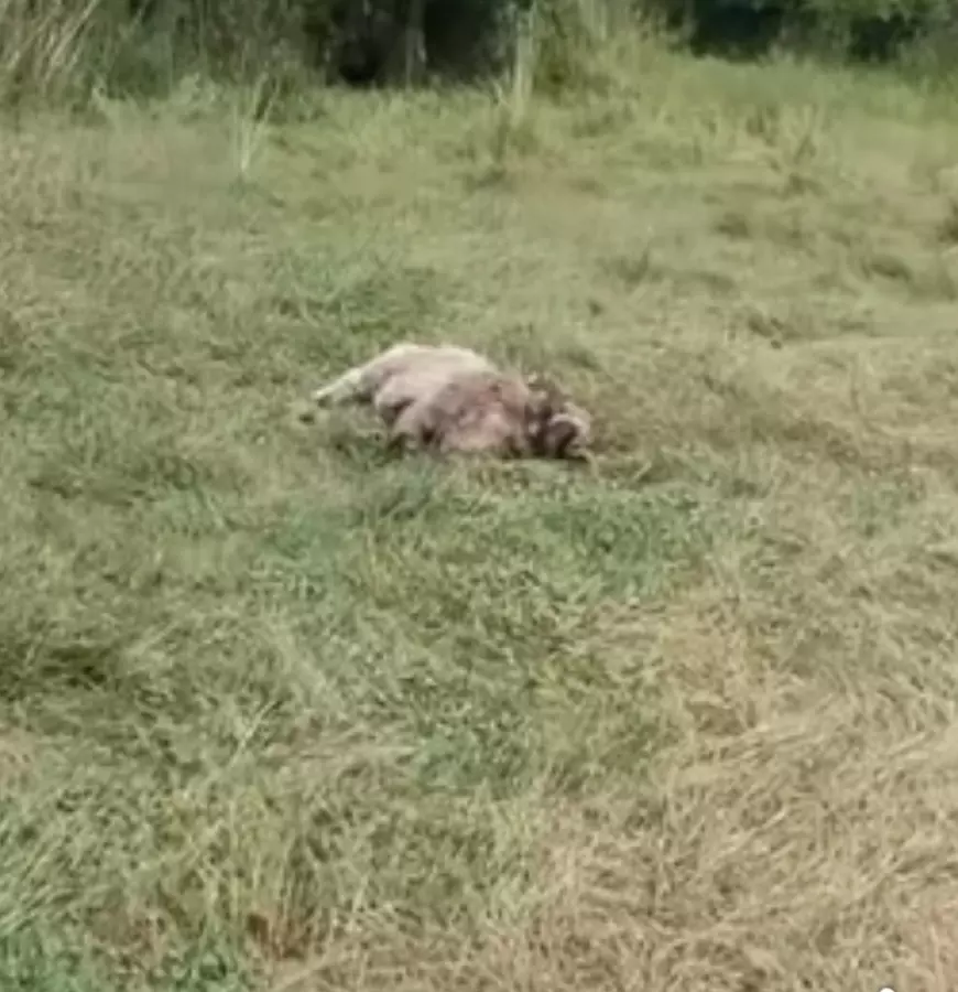 Ursul a făcut prăpăd în Brașov: 10 berbeci spintecați într-o singură noapte, la Berivoi