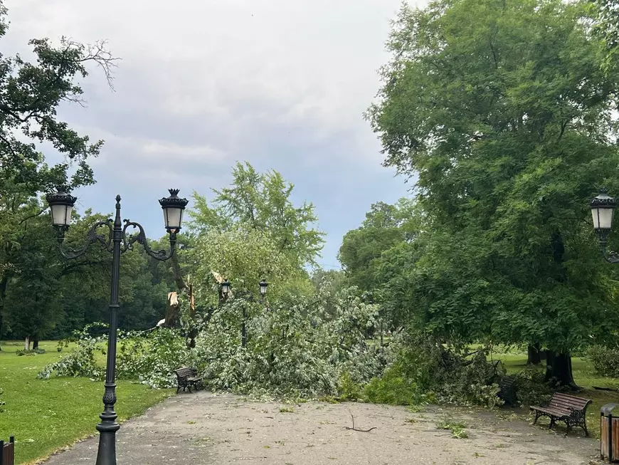 Imagine cu un copac doborât în parcul din Mogoșoaia, după furtuna din 17 iulie 2025