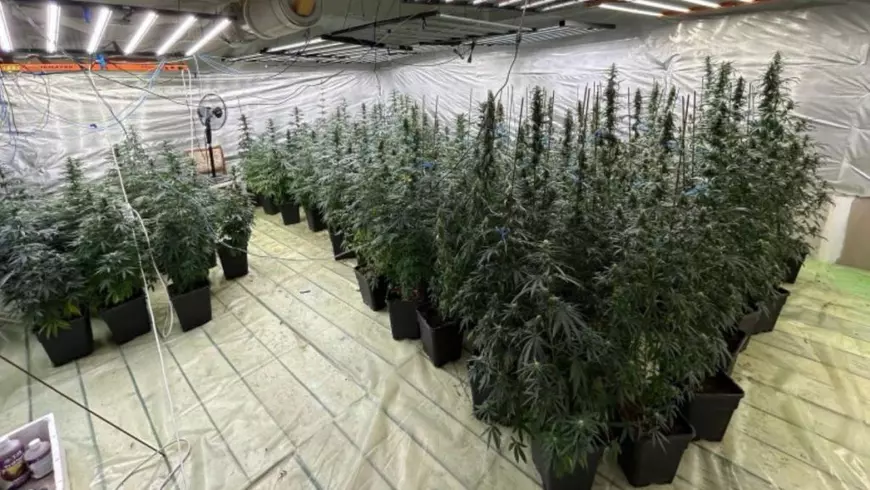 Imagine cu cultura de canabis găsită în casa polițistului din Moreni. Plantele sunt ținute în ghivece, iar în poză se vede și un ventilator