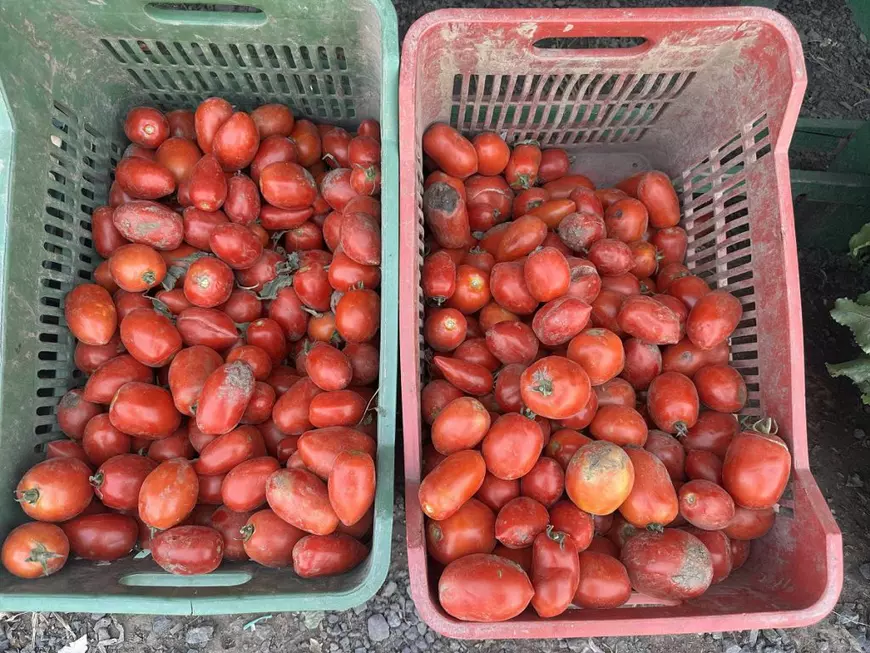 Cât costă un kilogram de roșii la producătorii din Delta Dunării. Le cultivă pe câmpul pe care îl irigă și le vând la tarabă, pe marginea șoselei