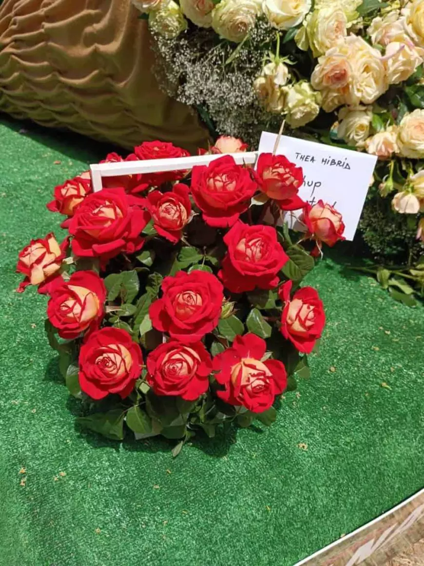 Ciumbrud, satul din Transilvania devenit „capitala trandafirilor” din România. Afaceri de milioane de euro și profituri consistente 