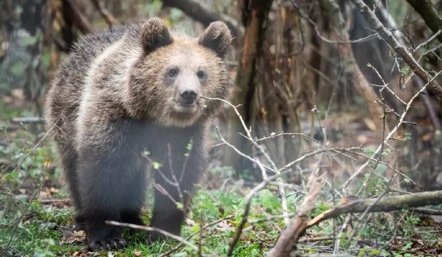 Un pui de urs brun în incinta sa la Sanctuarul de urși Libearty din Zărnești, 16 octombrie 2024
