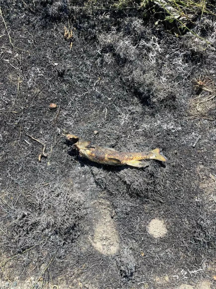 O pasăre de pradă a provocat un incendiu în Canada, după ce a scăpat din cioc un pește pe o linie de înaltă tensiune