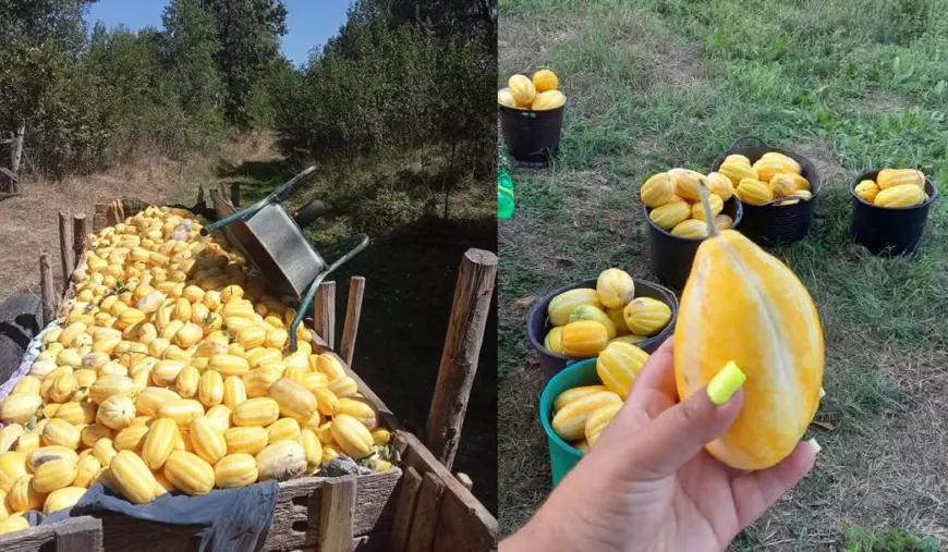 Pepeni galbeni intr-o caruta, peste care este pusa o roabă./ Un pepene galben tinut in mana de o femeie cu unghii galbene