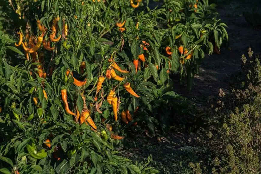 Leguma care îi obligă pe specialiștii din Buzău să poarte două perechi de mănuși: „Nu este de joacă”