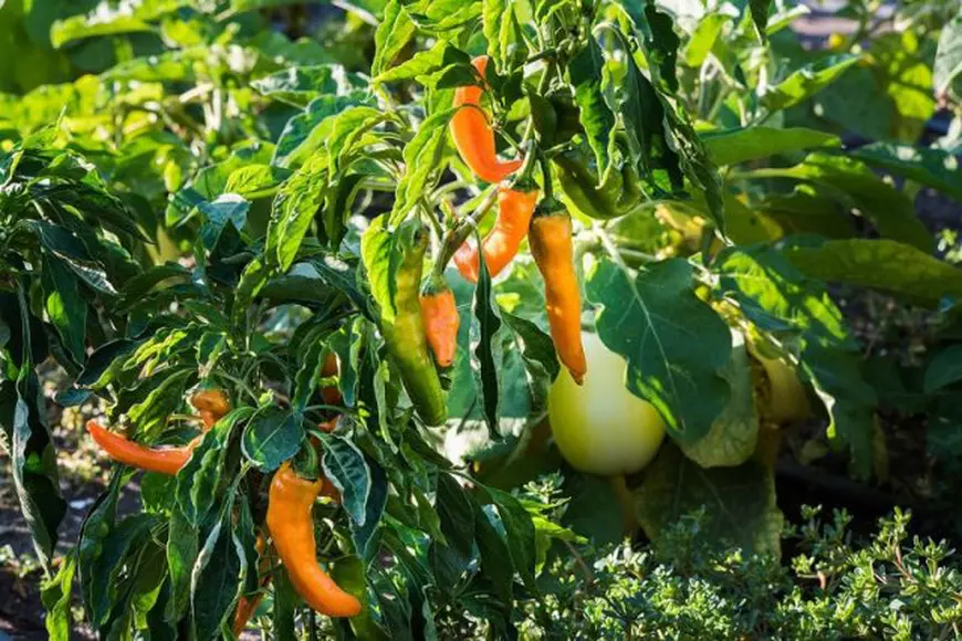 Leguma care îi obligă pe specialiștii din Buzău să poarte două perechi de mănuși: „Nu este de joacă”