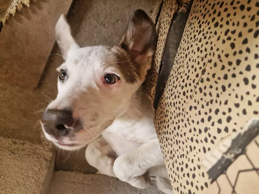 Măcelul mut al câinilor din Măgurele, Ilfov: „Poliția Animalelor, Protecția Animalelor te dau așa, de la unul la altul”