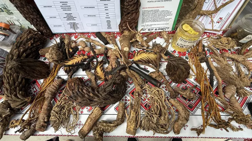 Radu Costel, prahoveanul care umblă pe dealuri și păduri pentru plante medicinale. Foto: Libertatea