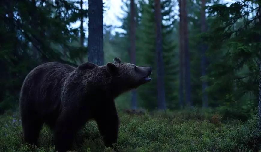 urs brun noaptea in padure