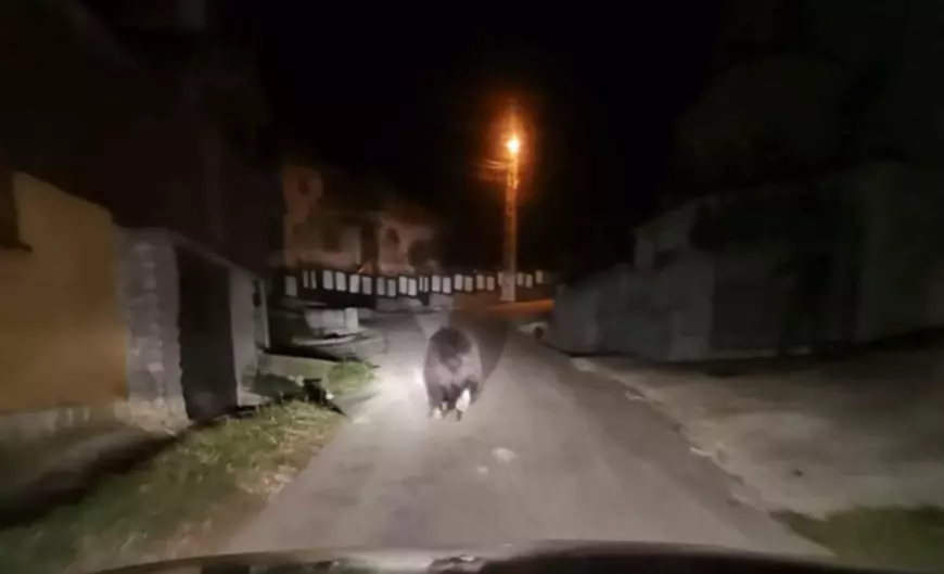 Un bărbat din Argeș a intrat în greva foamei, cerând redeschiderea unei școli comasate. „Iarna, copiii noștri vor face naveta prin pădure, unde sunt urși, mistreți și șacali”