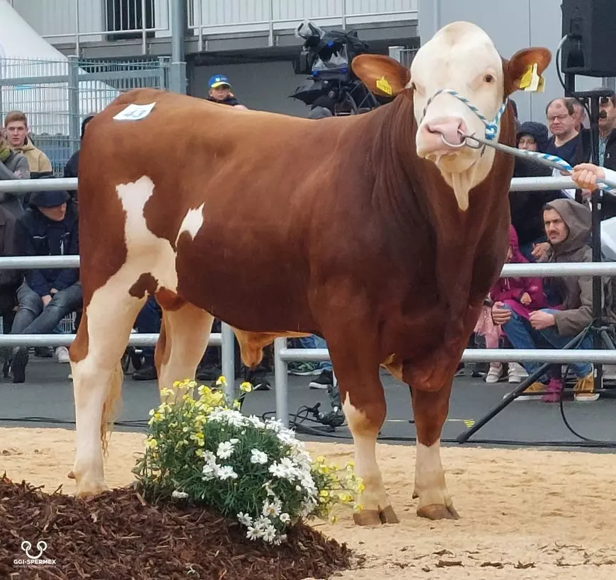 Cum a ajuns Bălțata Românească să fie cerută de fermele de stat din China