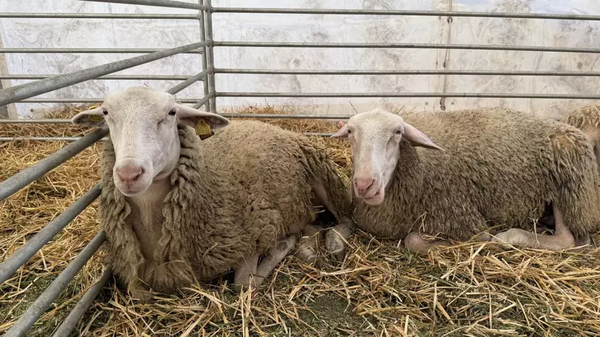 „Vaca mea produce peste 50 de litri pe zi. O iubim ca pe un membru al familiei”. Cum arată o zi de weekend la Indagra, cel mai mare eveniment agricol din România