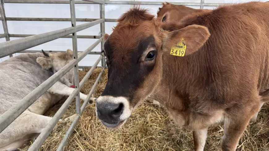 „Vaca mea produce peste 50 de litri pe zi. O iubim ca pe un membru al familiei”. Cum arată o zi de weekend la Indagra, cel mai mare eveniment agricol din România