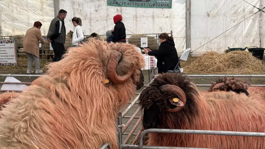 „Vaca mea produce peste 50 de litri pe zi. O iubim ca pe un membru al familiei”. Cum arată o zi de weekend la Indagra, cel mai mare eveniment agricol din România
