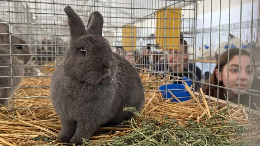 „Vaca mea produce peste 50 de litri pe zi. O iubim ca pe un membru al familiei”. Cum arată o zi de weekend la Indagra, cel mai mare eveniment agricol din România