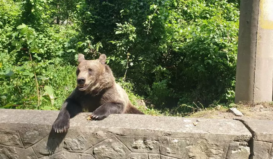 Urs aflat la marginea drumului pe Transfăgărășan